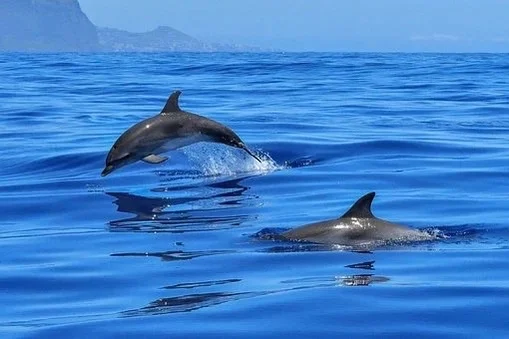Dolphin tours Bahia San Agustin