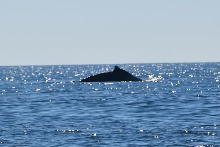 Whales Bahia San Agustin
