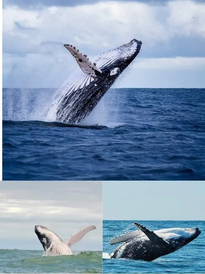 Whales Bahia San Agustin