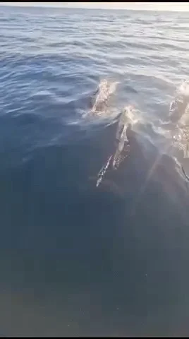 Dolphins Bahia San Agustin